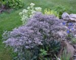 Limonium latifolium - Levănțica de mare la ghiveci P9 - imagine 2