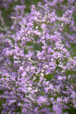 Limonium latifolium - Levănțica de mare la ghiveci P9