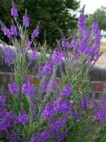 Linaria purpurea - Linarita la ghiveci P9 - imagine 2