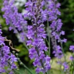 Linaria purpurea - Linarita la ghiveci P9