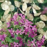 Lunaria annua - Planta Banilor sau Planta Adevarului la ghiveci P9