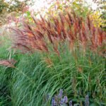 Miscanthus sinensis Red Chief - Iarba Elefantului sau Iarba Chinezeasca la ghiveci P9