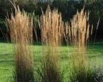 Molinia arundinacea 'Karl Foerster'- iarba decorativa la ghiveci P9, H 5-10 cm - imagine 3