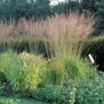 Molinia arundinacea 'Karl Foerster'- iarba decorativa la ghiveci P9, H 5-10 cm