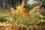 Osmunda Regalis - Feriga Regala la ghiveci P9, H 5-10 cm - imagine 2