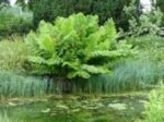Osmunda Regalis - Feriga Regala la ghiveci P9, H 5-10 cm
