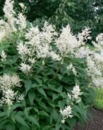 Persicaria polymorpha - Persicaria gigant - Lana de Munte la ghiveci P9, H 5-10 cm