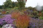 Panicum virgatum „Heiliger Hain”- Iarba decorativa la ghiveci P9 - imagine 2