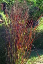 Panicum virgatum „Heiliger Hain”- Iarba decorativa la ghiveci P9
