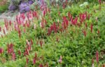 Persicaria affinis „Darjeeling Red” - Lana de Munte la ghiveci P9 - imagine 2