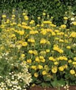 Phlomis russeliana - Salvia de Ierusalim la ghiveci P9 - imagine 2