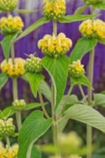 Phlomis russeliana - Salvia de Ierusalim la ghiveci P9