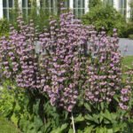 Phlomis tuberosa - Salvia de Ierusalim la ghiveci P9 - imagine 2