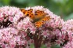 Sedum „Matrona”- planta perena suculenta la ghiveci P9 , H 10-15 cm - imagine 3