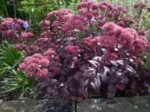 Sedum „Purple Emperor”- planta perena suculenta - 1 radacina nuda (Livrarea dupa 7 Decembrie)