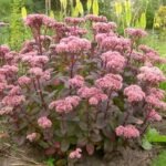 Sedum „Matrona”- planta perena suculenta la ghiveci P9 , H 10-15 cm