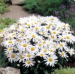 Leucanthemum x superbum „Silberprinzesschen” - Margareta Shasta la ghiveci P9, H 5-10 cm - imagine 3