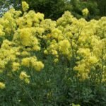 Thalictrum flavum „Tukker Princess” la ghiveci P10 - H 5-10 cm - imagine 2