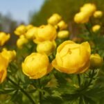 Trollius europaeus - Floarea Glob la ghiveci P9 , H 10-15 cm