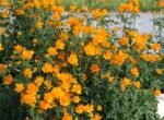 Trollius chinensis 'Golden Queen' - Floarea Glob la ghiveci P9 , H 10-15 cm - imagine 2