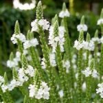 Verbena hastata alba la ghiveci P9 - H 5-10 cm
