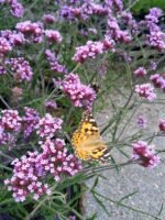 Verbena bonariensis 'Lollipop' la ghiveci P9