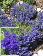 Veronica austriaca Royal Blue - acoperitoare de sol la ghiveci P9 - H 5-10 cm