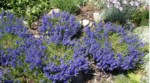 Veronica austriaca Royal Blue - acoperitoare de sol la ghiveci P9 - H 5-10 cm - imagine 2