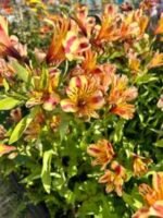 Alstroemeria 'Duchess Marguerite' - Crinul Peruan la ghiveci P9 - H 5 cm - imagine 2