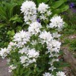 Campanula glomerata „Alba” la ghiveci P9 , H 10-15 cm