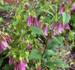 Campanula punctata Rubra -  Clopotelul pătat „Rubra” la ghiveci P9, H 5 - 10 cm (Livrarea dupa 10 Septembrie) - imagine 2