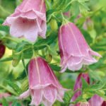Campanula punctata Rubra -  Clopotelul pătat „Rubra” la ghiveci P9, H 5 - 10 cm (Livrarea dupa 10 Septembrie)