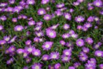Floare de gheata vesnic verde - Delosperma violet la ghiveci P8 - H 5cm - imagine 2