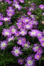 Floare de gheata vesnic verde - Delosperma violet la ghiveci P8 - H 5cm