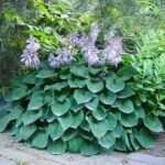 Hosta 'Blue Cadet' - Crin de Toamna  la ghiveci P9