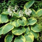 Hosta „Wide Brim” - Crin de Toamna  la ghiveci P9 - imagine 2