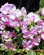 Lathyrus latifolius Pink Pearl la ghiveci P9, H 10-20 cm