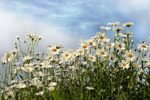 Leucanthemum vulgare 'Maikönigin' - Margareta Regina de Mai la ghiveci P9 - imagine 2