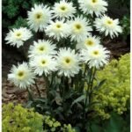 Leucanthemum x superbum „Wirral Supreme” - Margareta Shasta Wirral Supreme la ghiveci P9 - imagine 2