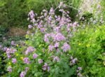 Lunaria annua - Planta Banilor sau Planta Adevarului la ghiveci P9 - imagine 2