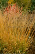 Molinia arundinacea 'Karl Foerster'- iarba decorativa la ghiveci P9, H 5-10 cm - imagine 2