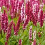 Persicaria affinis „Darjeeling Red” - Lana de Munte la ghiveci P9