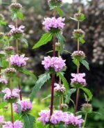 Phlomis tuberosa - Salvia de Ierusalim la ghiveci P9