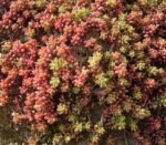 Sedum album 'Coral Carpet' - planta perena suculenta acoperitoare de sol vesnic verde la ghiveci P9 , H 10-15 cm (Livrarea dupa 25 Februarie)