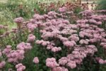 Sedum „Matrona”- planta perena suculenta la ghiveci P9 , H 10-15 cm - imagine 2