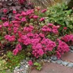 Sedum spurium  'Schorbuser Blut' -'Sangele Dragonului' - planta perena suculenta acoperitoare de sol vesnic verde la ghiveci P9 , H 10-15 cm - imagine 2