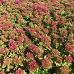 Sedum spurium  'Schorbuser Blut' -'Sangele Dragonului' - planta perena suculenta acoperitoare de sol vesnic verde la ghiveci P9 , H 10-15 cm