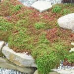 Sedum album 'Coral Carpet' - planta perena suculenta acoperitoare de sol vesnic verde la ghiveci P9 , H 10-15 cm (Livrarea dupa 25 Februarie) - imagine 2