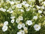 Silene Uniflora 'Weisskehlchen' - planta perena acoperitoare de sol semi vesnic verde la ghiveci P9 , H 10-15 cm