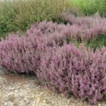 Teucrium chamaedrys - Germander de perete la ghiveci P9 - imagine 2